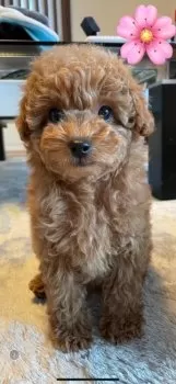 ゆき 様のお迎えした子犬