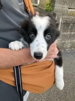 M.K 様のお迎えした子犬