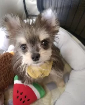 ももたろふくじゅ 様のお迎えした子犬