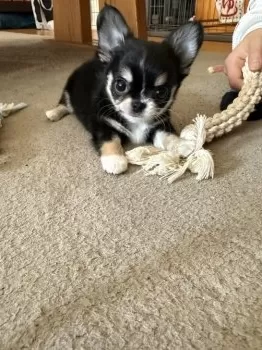 S.S 様のお迎えした子犬