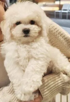 h 様のお迎えした子犬