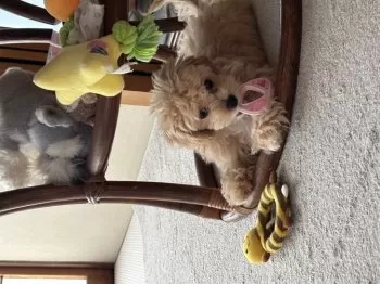 柚花ちゃん 様のお迎えした子犬