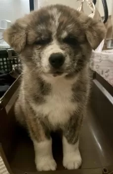 音虎 様のお迎えした子犬