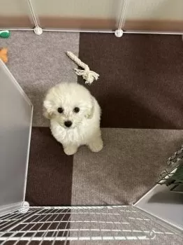 Y.B 様のお迎えした子犬