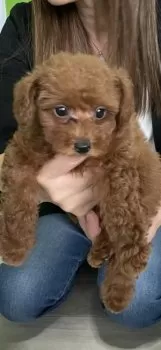 カノ 様のお迎えした子犬
