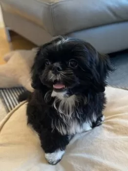 T.N 様のお迎えした子犬