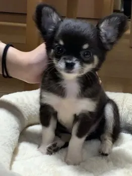 ひろ 様のお迎えした子犬
