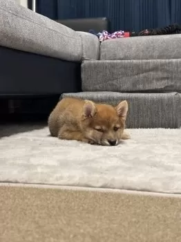 H.A 様のお迎えした子犬