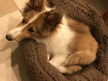 ふくふく 様のお迎えした子犬