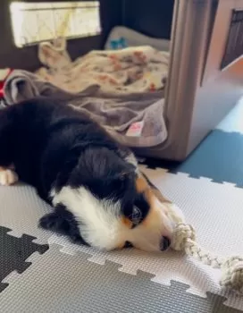 S.T 様のお迎えした子犬