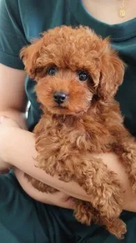 Y.T 様のお迎えした子犬