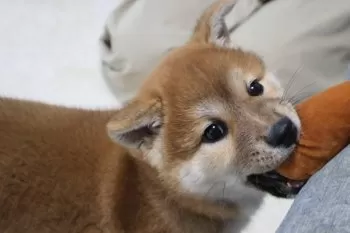 みずパパ 様のお迎えした子犬