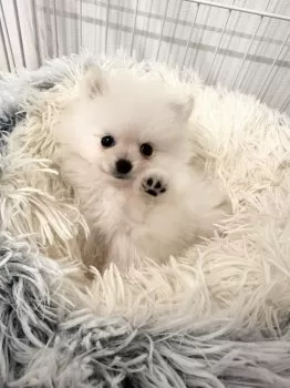 M.H 様のお迎えした子犬