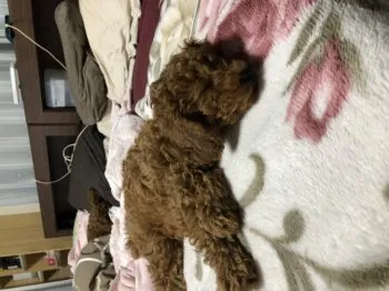 ヨシ 様のお迎えした子犬