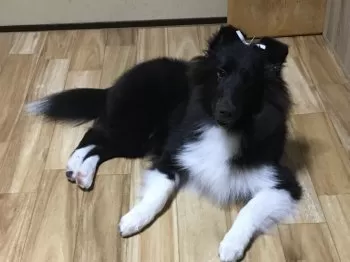 スピカ9 様のお迎えした子犬