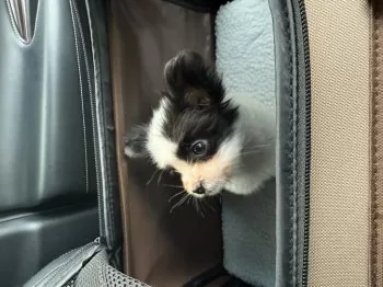 S.S 様のお迎えした子犬