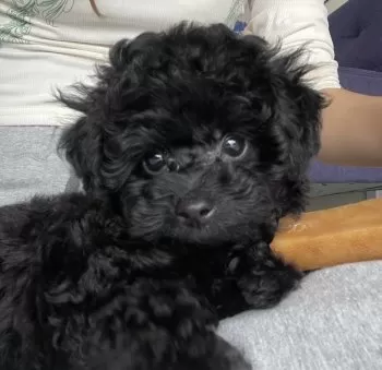 NEMI 様のお迎えした子犬