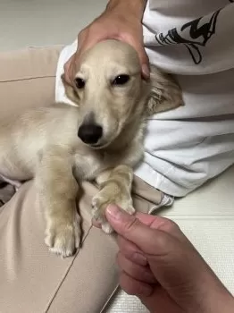 A.Y 様のお迎えした子犬