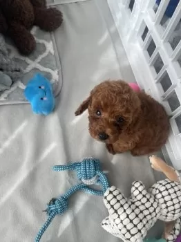 A.I 様のお迎えした子犬
