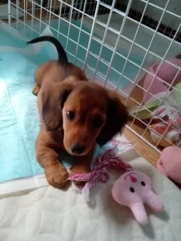 くーちゃん 様のお迎えした子犬