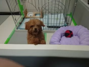 ターシー 様のお迎えした子犬