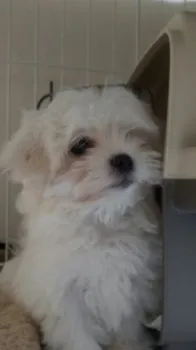 ヤン 様のお迎えした子犬