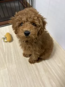 M.I 様のお迎えした子犬