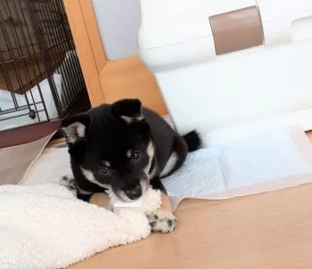 いわぶち 様のお迎えした子犬