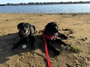 Ｉ.H 様のお迎えした子犬