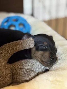 lilnyan 様のお迎えした子犬