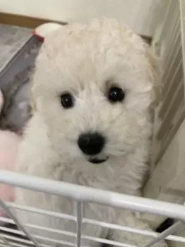 まきごう 様のお迎えした子犬