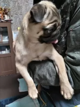 anzy2 様のお迎えした子犬