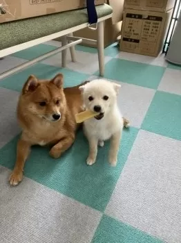 S.T 様のお迎えした子犬