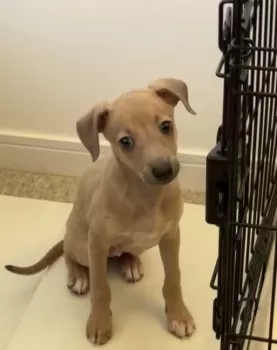 buru 様のお迎えした子犬