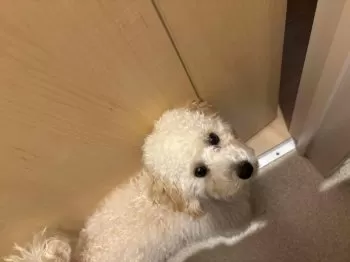 ちっちゃま 様のお迎えした子犬
