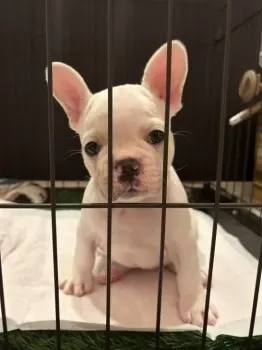nanami 様のお迎えした子犬