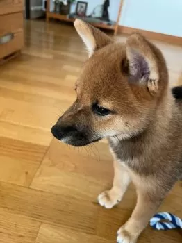 A.W 様のお迎えした子犬