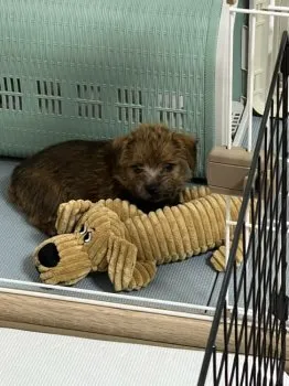 S.N 様のお迎えした子犬