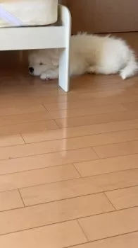 リナ 様のお迎えした子犬