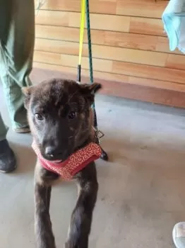 S.M 様のお迎えした子犬