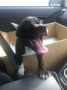 ポチ 様のお迎えした子犬