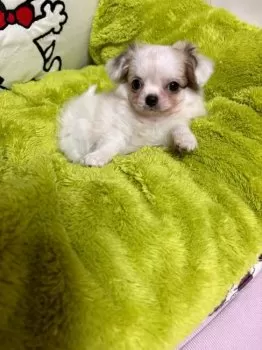 A.Y 様のお迎えした子犬