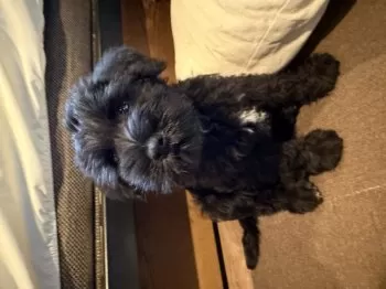 ぎんきんしろあかくろ 様のお迎えした子犬