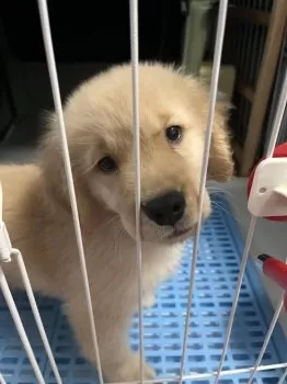 T.K 様のお迎えした子犬