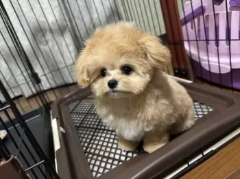 K.S 様のお迎えした子犬
