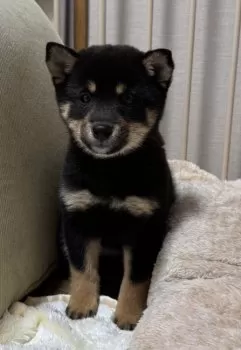 Y.M 様のお迎えした子犬