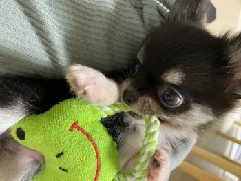 とーこ 様のお迎えした子犬