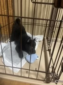 mntn 様のお迎えした子犬