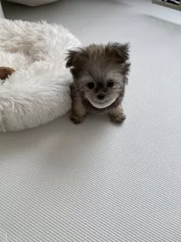 ののちゃんママ 様のお迎えした子犬