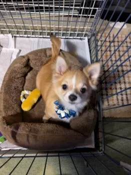 りんりん 様のお迎えした子犬